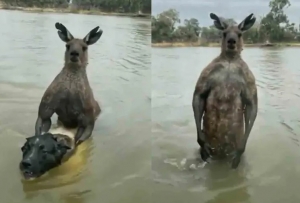 Hombre pelea salvajemente contra un canguro y salva a su perrito de morir ahogado