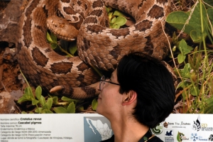 Se inaugura la exposición fotográfica “Serpientes mexicanas: las víboras”