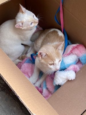 Siguen con éxito jornada animal en cuatro colonias del municipio