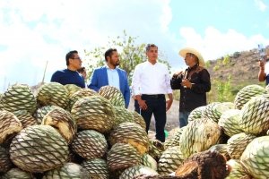 Impulsa Gobierno de la Ciudad tradición mezcalera con asesoría a productores