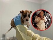 Tragedia en Nueva York: Muere bebé de 1 mes; sacrifican a cachorro pitbull al creer que la mató, pero autopsia revela que no fue el culpable