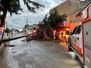 Ayuntamiento de Puebla atiende reportes por caída de árboles luego de la lluvia