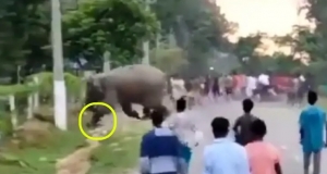 ¿Qué pensaba? Elefante aplasta a joven que lo molestaba