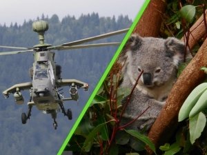 Con francotiradores desde helic&oacute;pteros, Australia tuvo que sacrificar 750 koalas. Todo fue por su bien