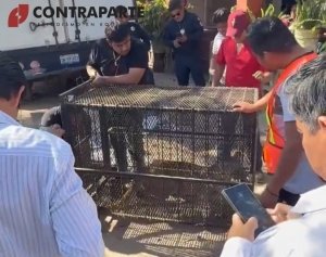 Capturan a puma en el patio de una casa de Tehuacán