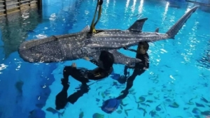 Un acuario se ve envuelto en polémica al descubrirse que su atracción principal, un tiburón ballena, es un robot