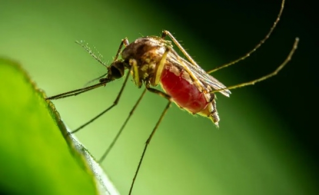 Casos de dengue en México suben 468% interanual en lo que va de 2024