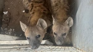 De Hienas a Bisontes, Estos Son los Animales Ex&oacute;ticos que Aseguraron en Rancho en Tamaulipas