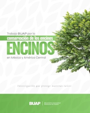 Trabaja BUAP para la conservaci&oacute;n de encinos en M&eacute;xico y Am&eacute;rica Central