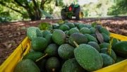 Reabre EU la puerta a aguacate michoacano de forma &ldquo;gradual&rdquo;