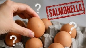 &iquest;Es seguro comer los huevos que compraste? As&iacute; puedes verificar si est&aacute;n contaminados de salmonella