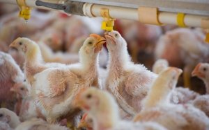 Gripe aviar avanza en Europa; granjas se apresuran a confinar las aves de corral