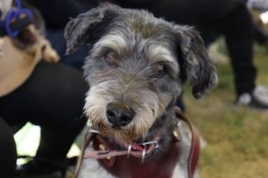 Continua Gobierno de la Ciudad acercando Jornadas de Bienestar Animal a más zonas de la capital