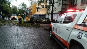 Atienden Protección Civil y Control de Tránsito Municipal caída de árbol en la Avenida Juárez, descarta personas lesionadas