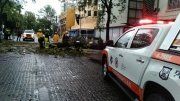 Atienden Protección Civil y Control de Tránsito Municipal caída de árbol en la Avenida Juárez, descarta personas lesionadas