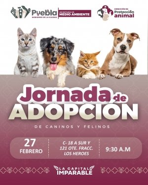 Gobierno de Pepe Chedraui invita a participar en las Jornadas de Adopci&oacute;n de Gatitos y Perritos