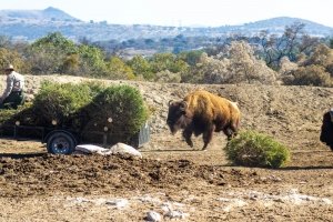 Gobierno de la Ciudad y Africam Safari inician campa&ntilde;a de reciclaje de &aacute;rboles de Navidad
