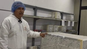 Nueva cepa desarrollada en Chiapas busca frenar al gusano barrenador