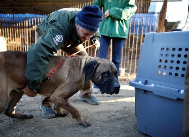 Corea del Sur buscará prohibir la venta y consumo de carne de perro; así es cómo lo hará
