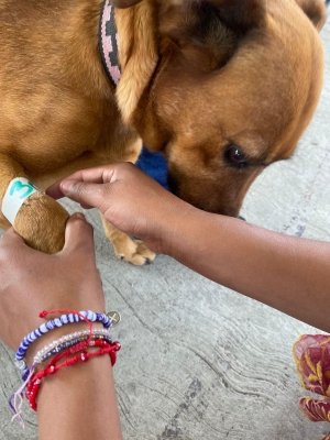 Consolida Gobierno de la Ciudad estrategia integral en favor del bienestar animal