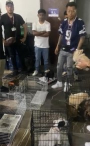 Mediante operativo interinstitucional, SGG decomisa 12 animales en Analco