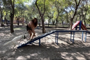 Ofrece medio ambiente municipal curso de adiestramiento canino