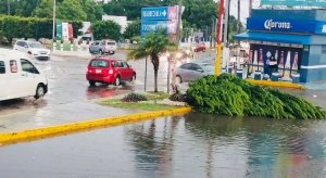 Tromba provoca caos en Atlixco: árboles caídos e inundaciones
