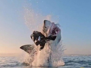 VIDEO: Captan el asombroso momento en que un tiburón blanco salta fuera del agua