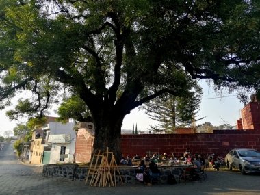 Presentan propuesta para declaratoria de árboles patrimoniales