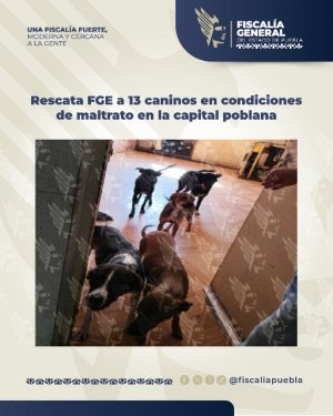 Rescata FGE a 13 caninos en condiciones de maltrato en la capital poblana