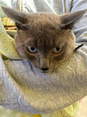 Fortalece Gobierno de la Ciudad el cuidado de las mascotas con Jornadas de Protección Animal