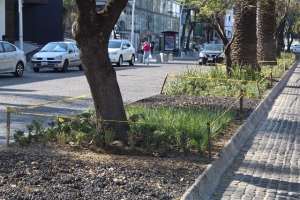 Ayuntamiento de Puebla entrega en custodia camellones de la avenida Juárez