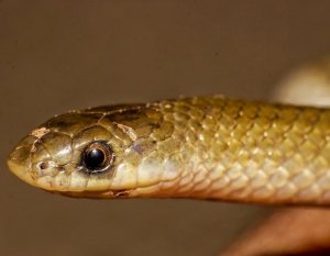 Descubren serpiente subterr&aacute;nea en la cuenca del r&iacute;o Balsas, en Puebla