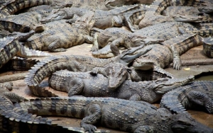 Tailandia: Denuncian granjas que despellejan cocodrilos vivos para comerciar sus pieles