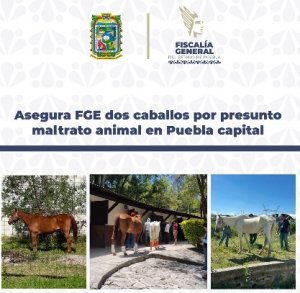 Mediante operativo interinstitucional, asegura FGE dos caballos por presunto maltrato animal en Puebla capital