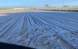 Helada en plena primavera afecta a campesinos de diversas regiones del estado