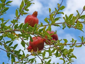 4 árboles frutales que no debes tener en tu huerto casero o jardín; te explicamos el porqué