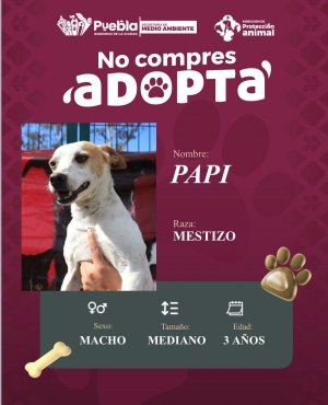 Impulsa Pepe Chedraui la adopci&oacute;n responsable de perritos