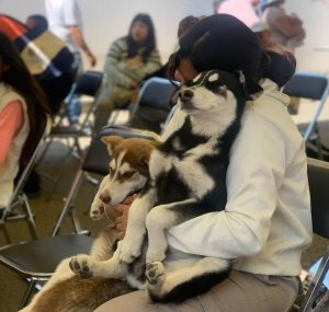 Acerca Gobierno de la Ciudad servicios de bienestar animal a familias de Miravalle