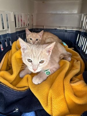 Impulsa Gobierno de la Ciudad jornadas de bienestar animal en m&aacute;s colonias del municipio