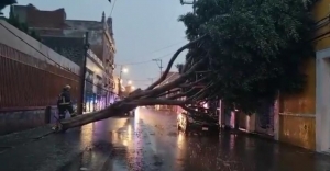 Lluvia inunda avenidas y plazas de Puebla capital, se cae árbol sobre vivienda