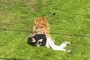 Un hombre resulta herido grave tras ser atacado por un tigre en un zoo brit&aacute;nico