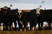 EU vuelve a paralizar importación de ganado de México por gusano barrenador