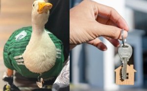 &iquest;Qu&eacute; pas&oacute; con el Pato Merl&iacute;n tras el Mundial 2026? Due&ntilde;a recibe lujosa casa tras a&ntilde;os de vivir en un local